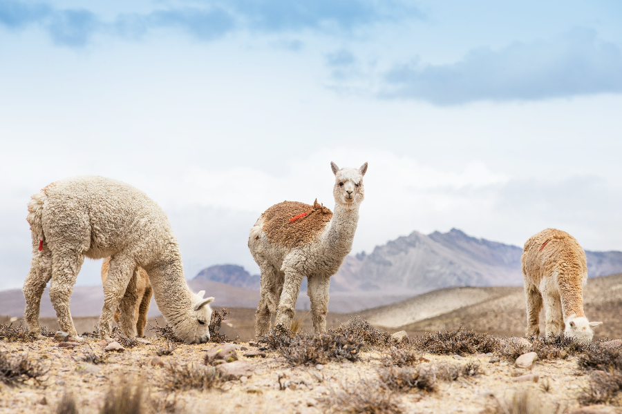 Lamas-Alpagas Pérou - ©ImmersionAndine