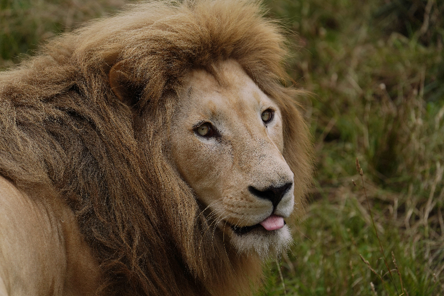 Lion d'Afrique - ©Phothony