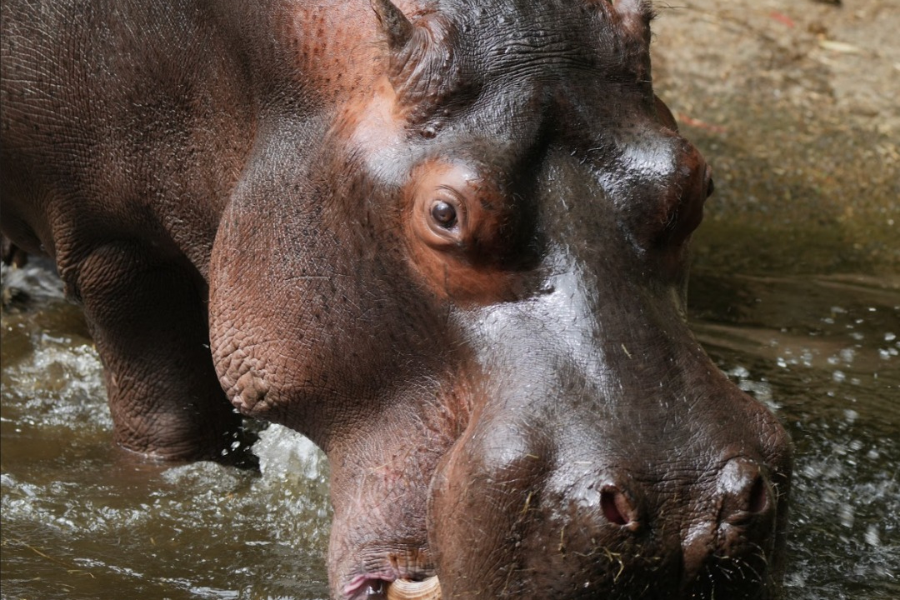 Habari Hippopotame - ©LES TERRES DE NATAE