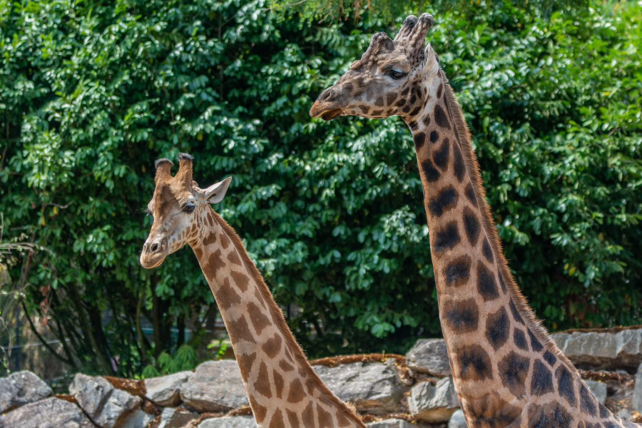 Girafes - ©LES TERRES DE NATAE