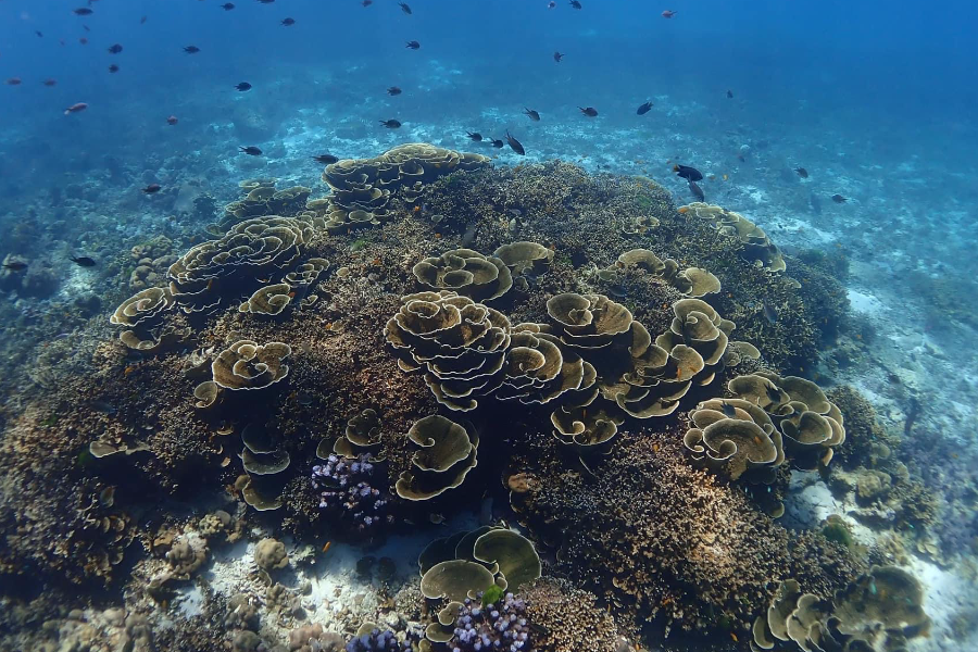 Jardin de coraux à Racha Island - ©F.J