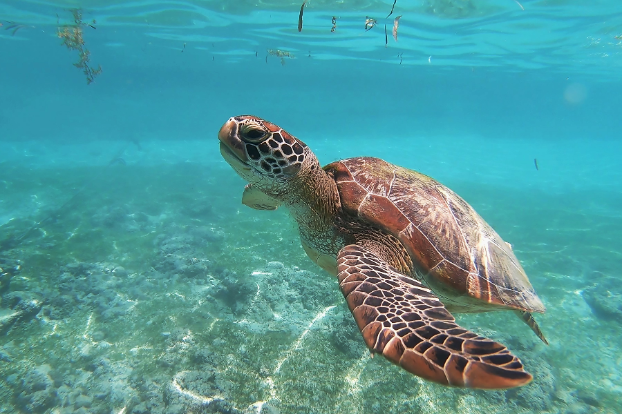 Partez à la rencontre des tortues, poissons et récifs coralliens incroyables. - ©Dauphins émotion excursion