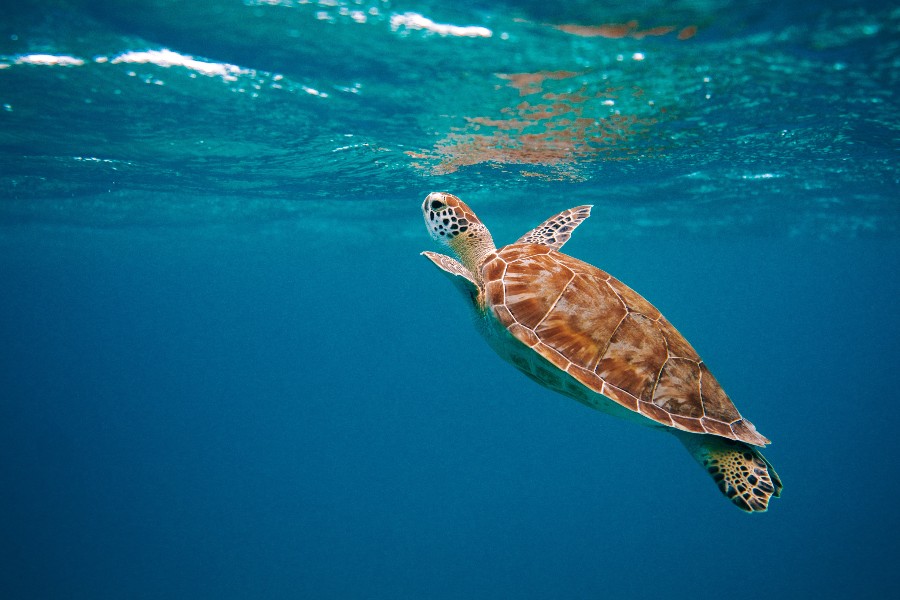 Partez à la rencontre des tortues, poissons et récifs coralliens incroyables. - ©Dauphins émotion excursion