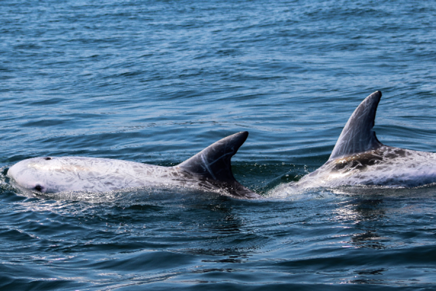 Orques au large de Sagres - ©Salema tours