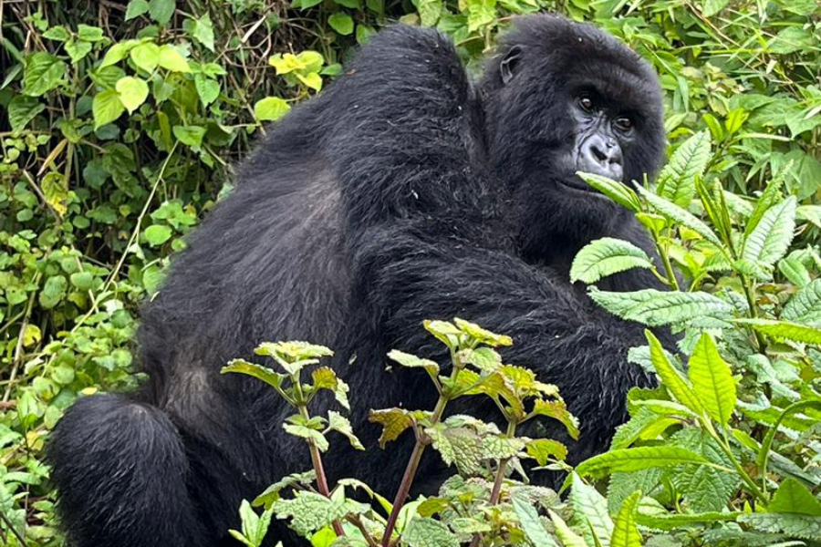gorille de montangne - ©responsible travel africa