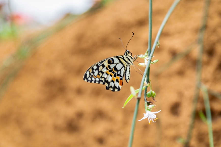 Un Papilio demoleus dans le Grand Vivarium - ©Espace pour la vie/Mélanie Dusseault