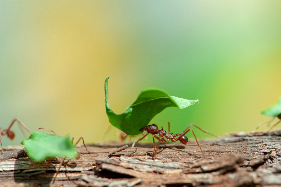 Des fourmis Atta - ©Espace pour la vie/Alexandre Robertson Dufour