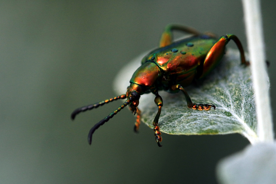  - ©INSECTARIUM DE MONTRÉAL