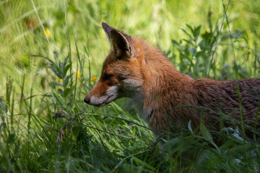 PARC NATIONAL DE FORÊTS - ©PARC NATIONAL DE FORÊTS