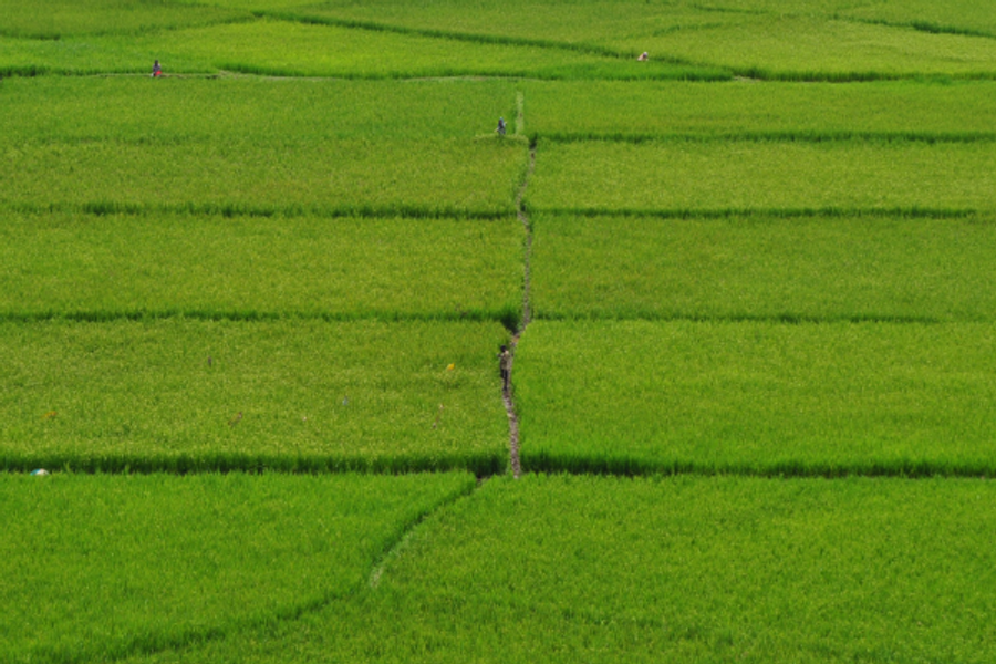 Rice fields Rwanda - ©Jan Tanner