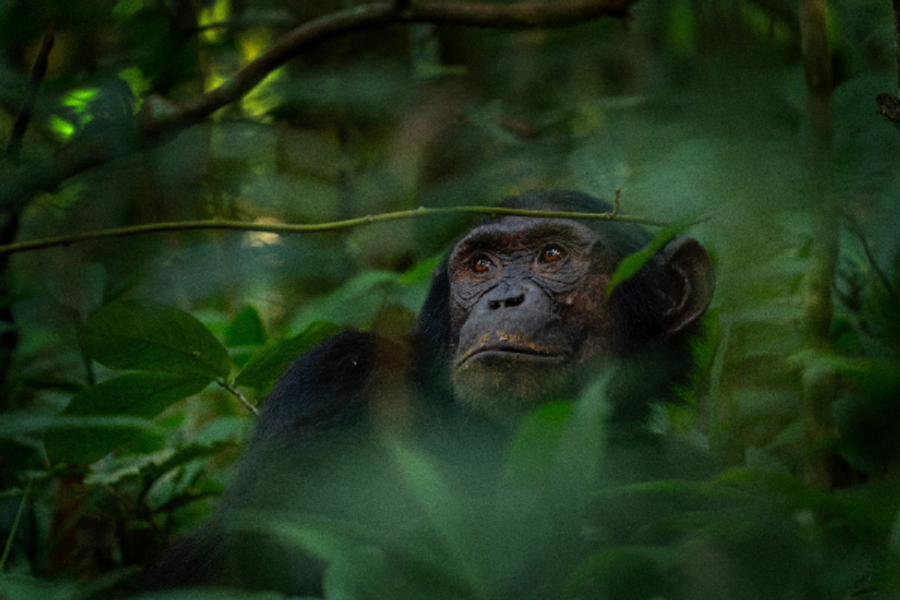 Chimpanzee - ©JT