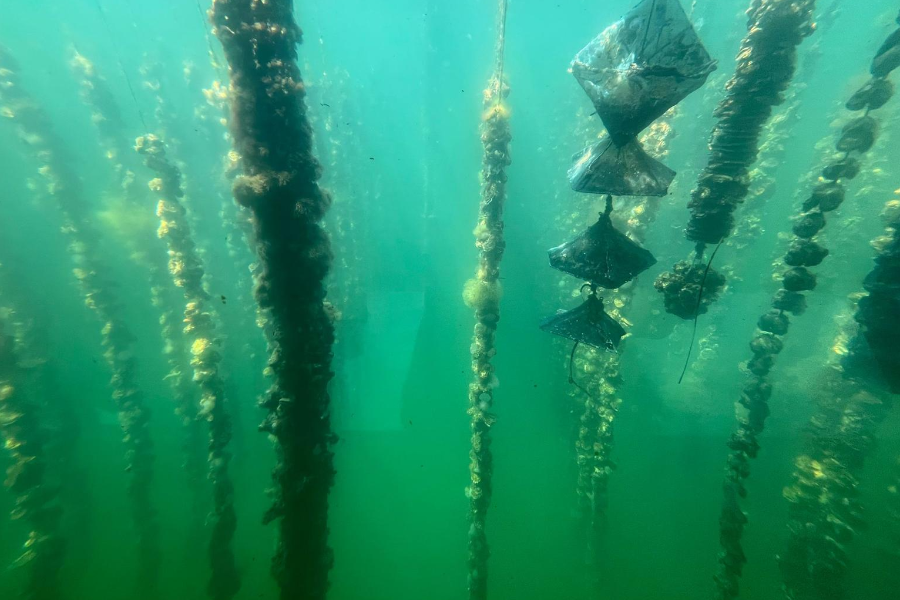 Vision sous-marine des parcs à coquillages à bord du SubSeaExplorer