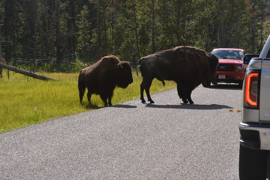 Bison traffic jam in Yellowstone National Park (embouteillage de bisons dans le parc du Yellowstone) - ©iTEAM-USA, LLC