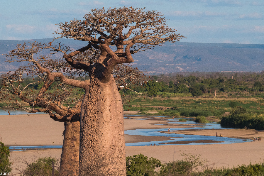 Baobab mon amour - ©AfricaTwin Legend Madgascar