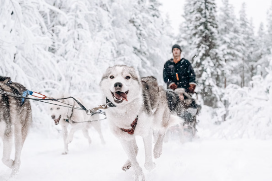 huskies - ©Pure Lapland