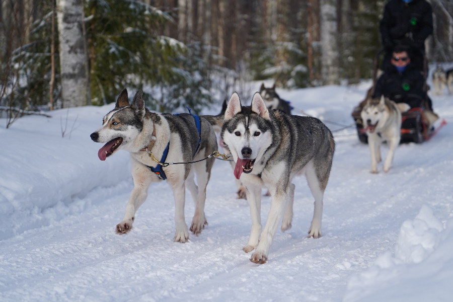 PURE LAPLAND