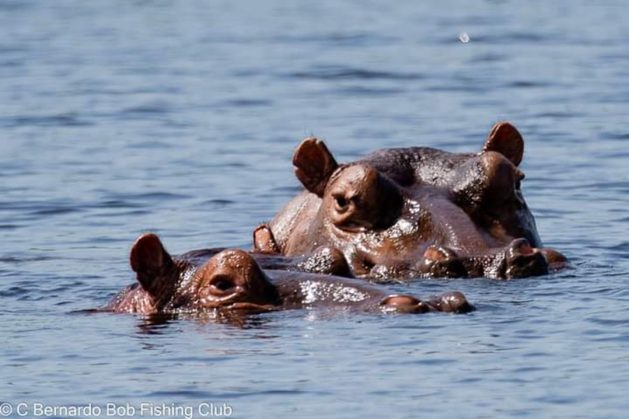 Ecotourisme visite des Hippopotames - ©Bob Fishing
