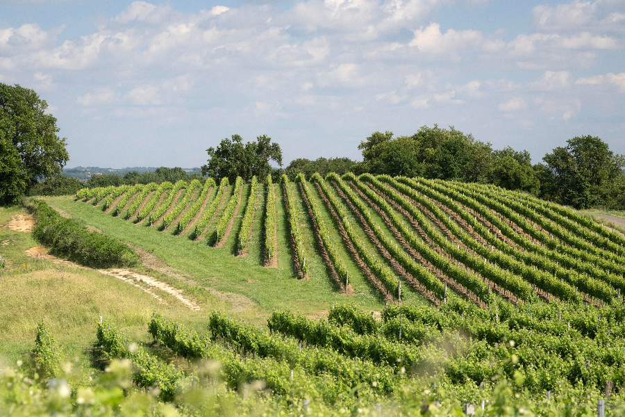 Vignes Hauts de Montrouge