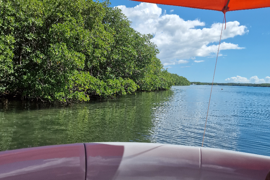 Découvrez la mangrove, sa faune et sa flore - ©Escale Marine Sainte Rose