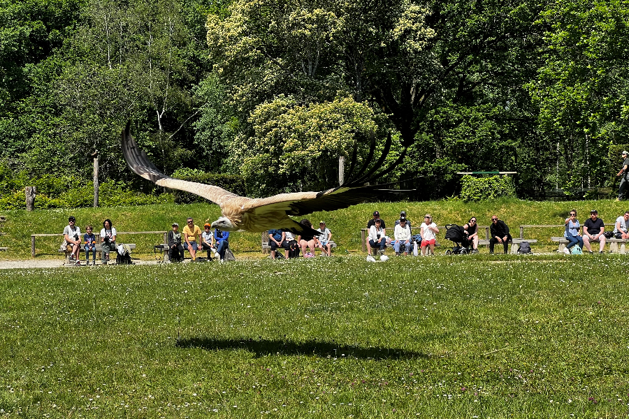 Les vautours vous montrent leur grande envergure sur l'air d'envol ! - ©Espace Rambouillet