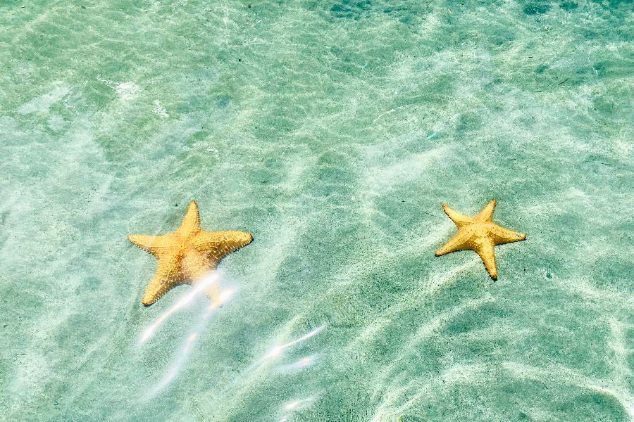 Abondance d'étoiles de mer dans l'eau cristalline de Bocas del Toro - ©PANAMA AUTHENTIQUE, S.A.