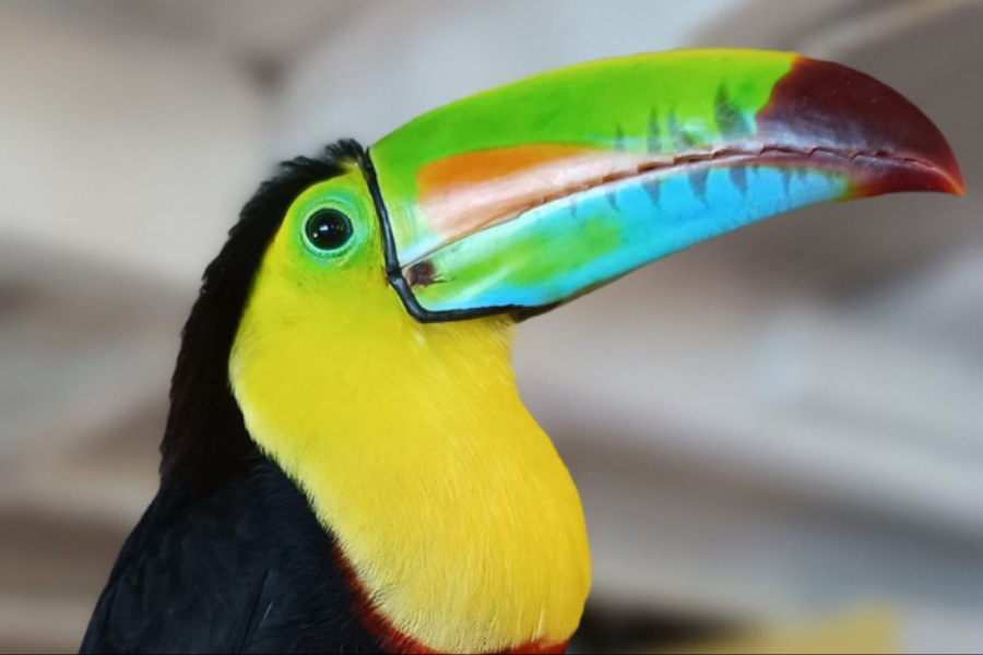 Panama Authentique -Bocas del Toro abondance faune et flore toucan - ©PANAMA AUTHENTIQUE, S.A.