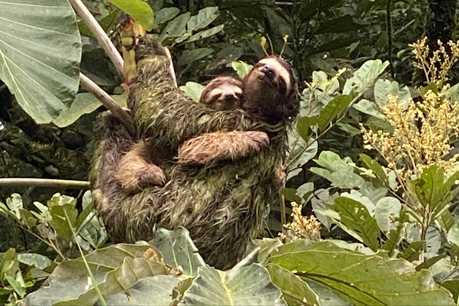 Panama Authentique - Jungle de Gamboa maman paresseux et son bébé
