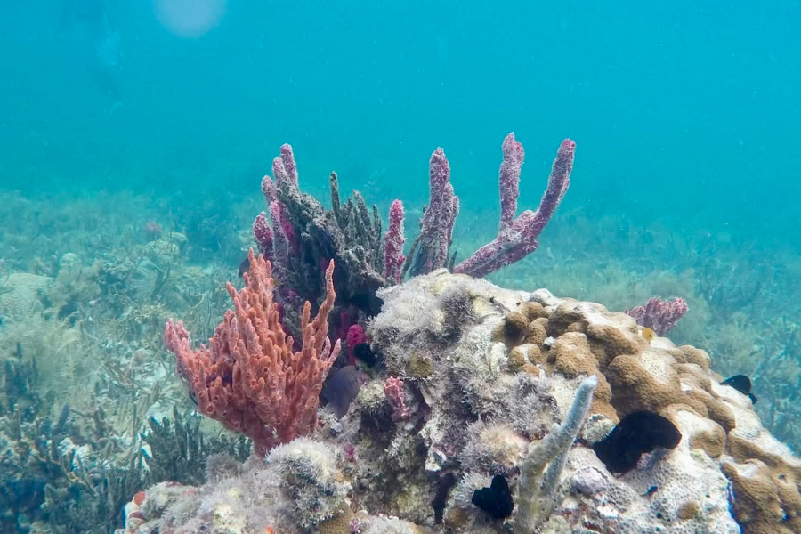 Panama Authentique - Bocas del Toro, snorkeling dans un jardin intact de coraux