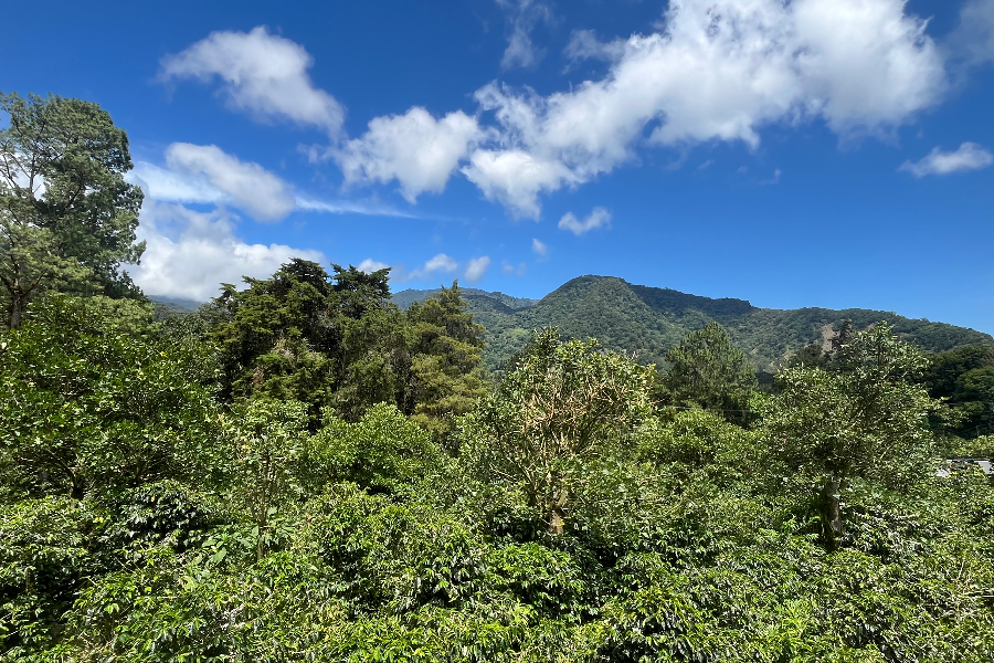 Panama Authentique - Boquete, nature luxuriante au pied du volcan entouré de caféiers