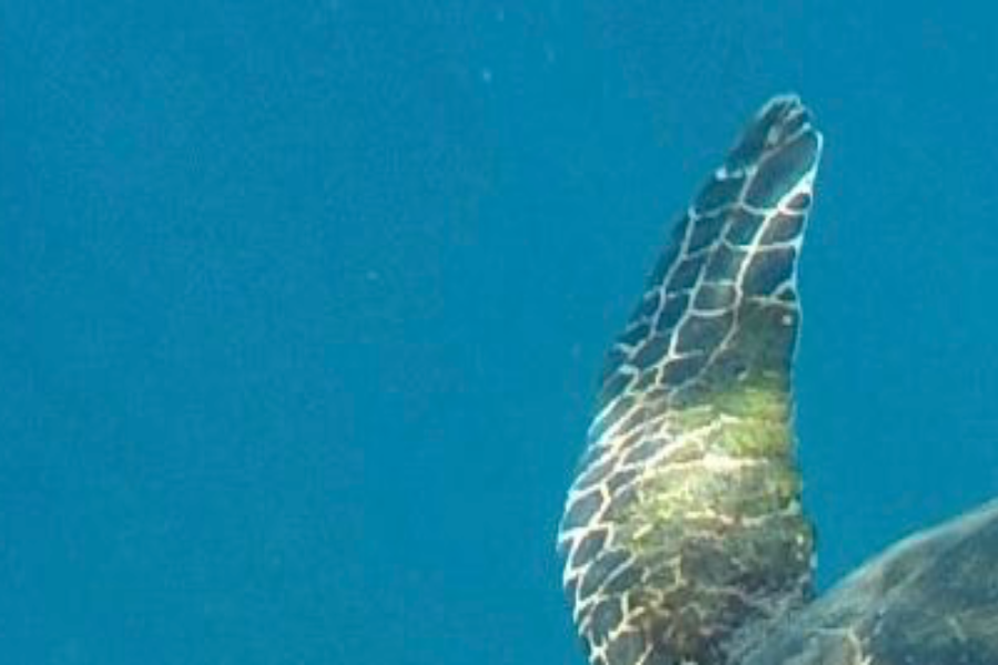 Panama Authentique - Archipel de Coiba, l'un des plus beaux fonds marins au monde