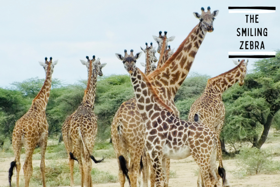 Giraffe dans le Serengeti - ©THE SMILING ZEBRA