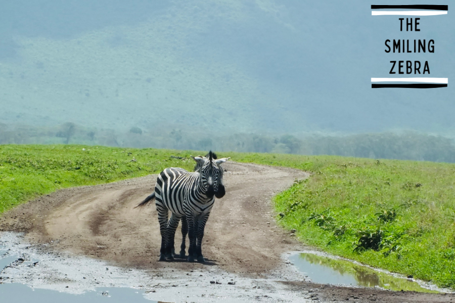 Zèbres dans le Ngorongoro - ©THE SMILING ZEBRA