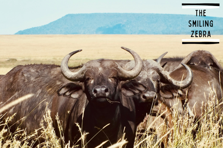 Buffles dans le Serengeti - ©THE SMILING ZEBRA