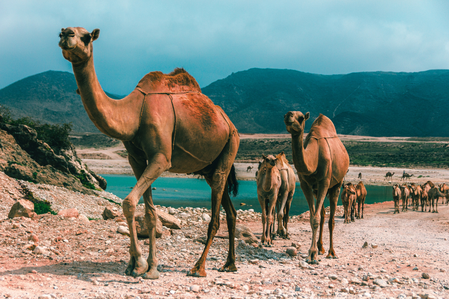 camel - ©VO