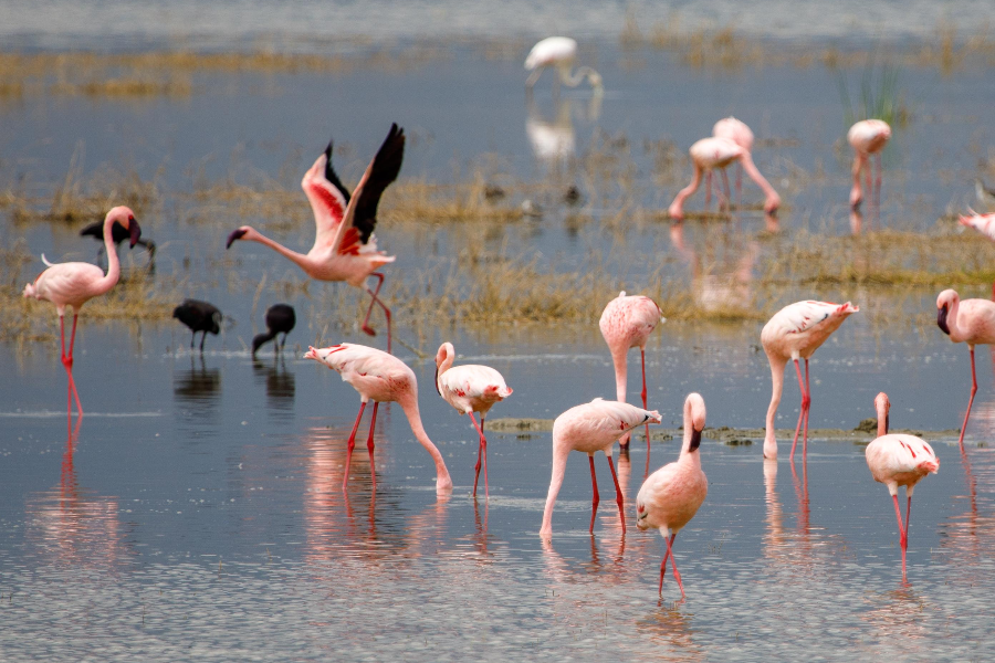 Lake magadi - ©Raymond