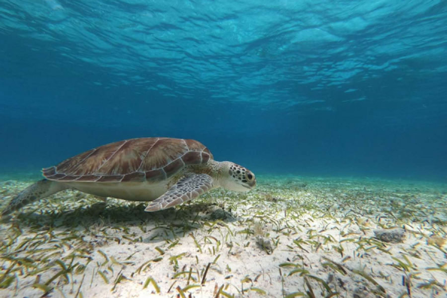 Nager avec les tortues - ©ELECTRIC BIKE RENTAL