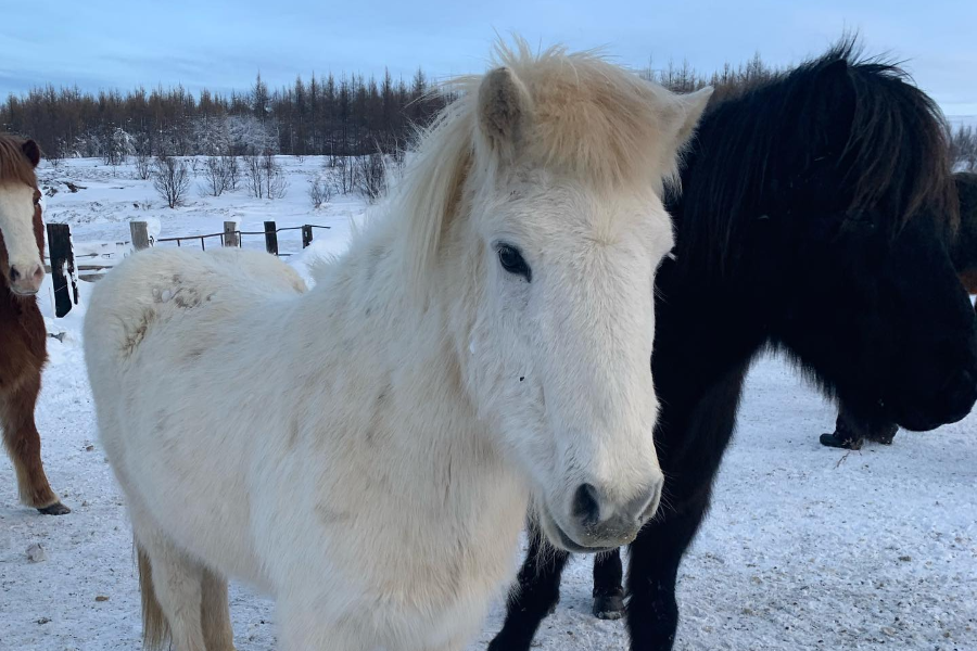 HORSE RANCH FINNSSTAÐIR