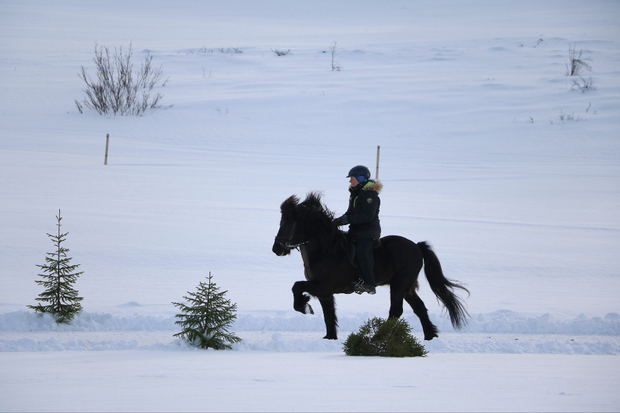 HORSE RANCH FINNSSTAÐIR