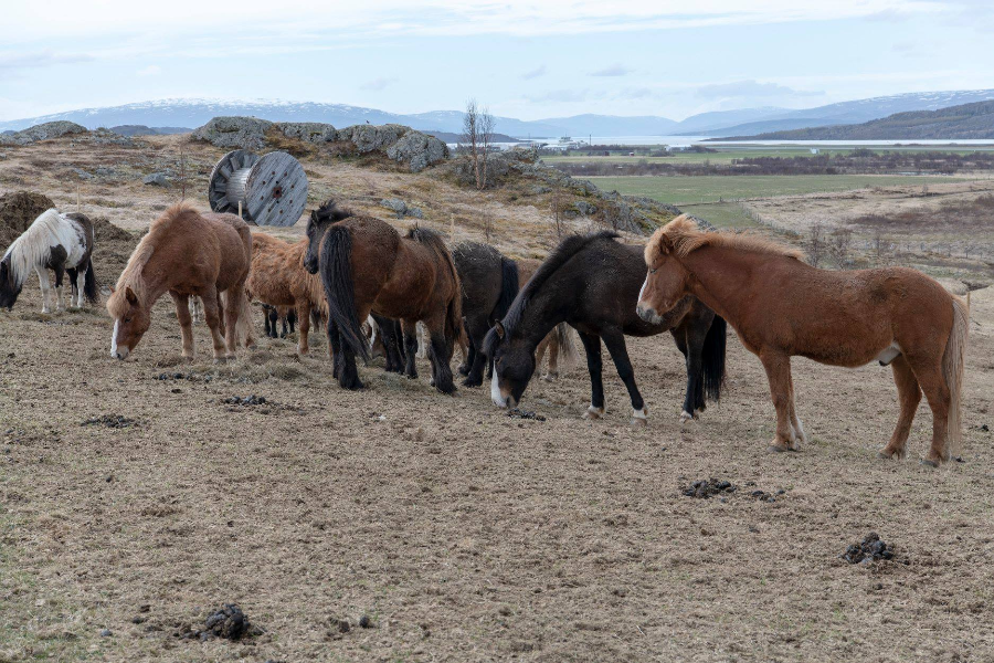 HORSE RANCH FINNSSTAÐIR