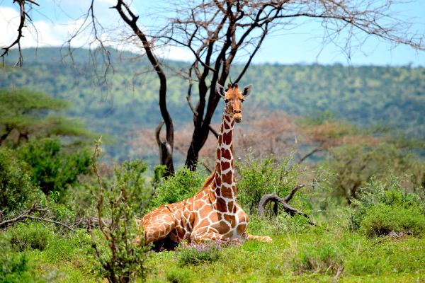 Giraffe Samburu - ©@SiriyaKenya
