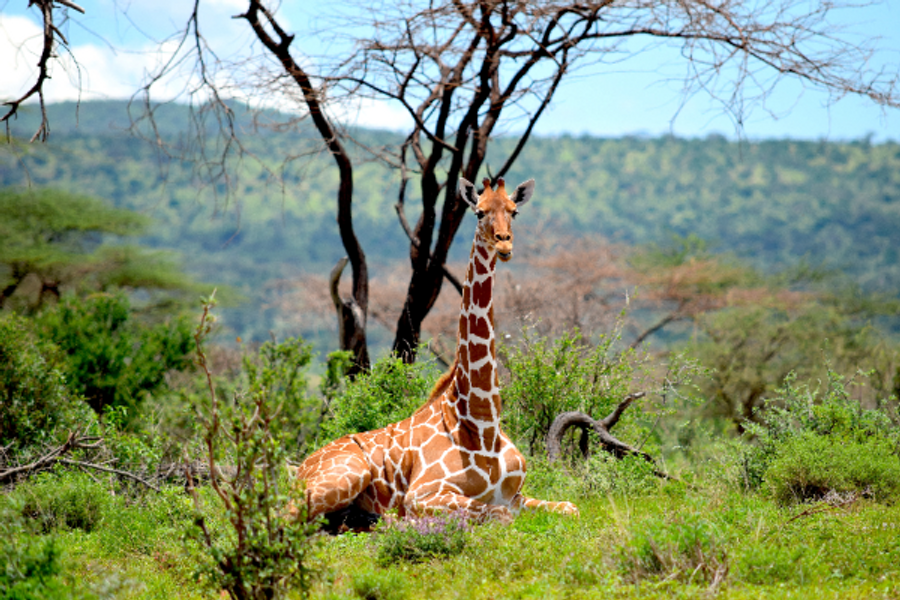 Giraffe Samburu - ©@SiriyaKenya