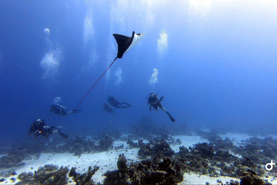 3 TURTLES DIVING CENTER