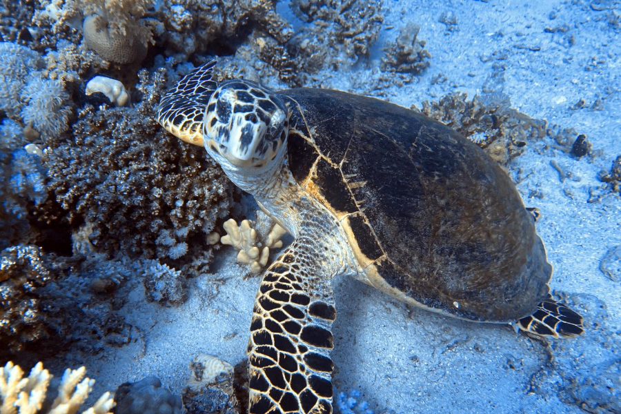 3 TURTLES DIVING CENTER