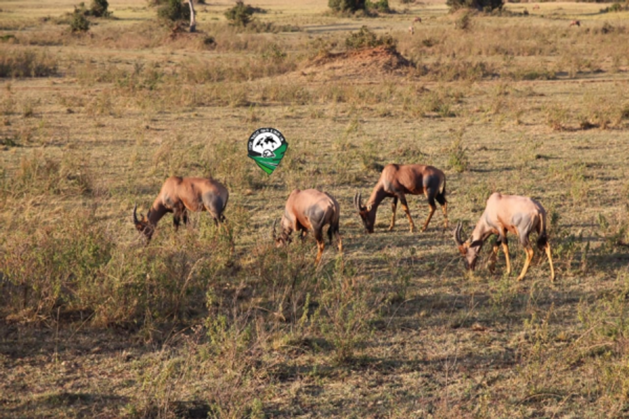 Masai Mara National Park - ©www.supereagles.co.ke