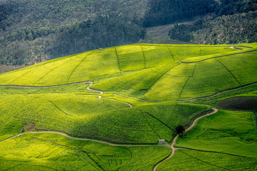 NYUNGWE NATIONAL PARK