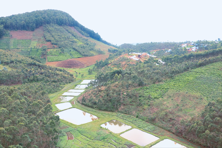 NYUNGWE NATIONAL PARK