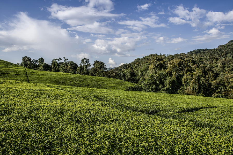 NYUNGWE NATIONAL PARK