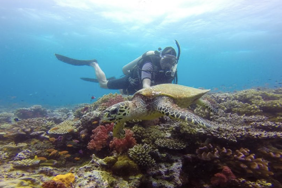 Diver with turtle - ©Taveuni Palms Resort