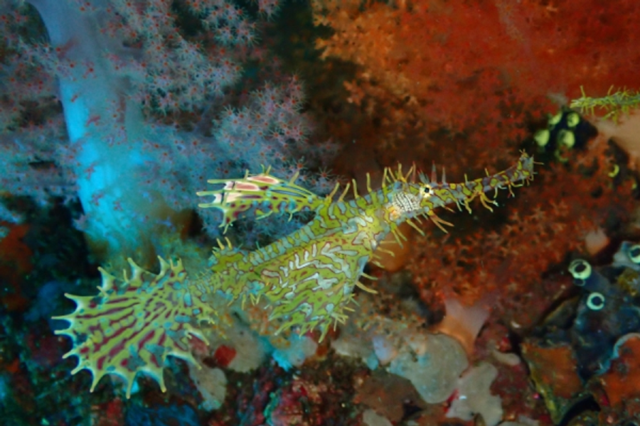 Yellow Ghost Pipefish at Gato Island - ©personnel