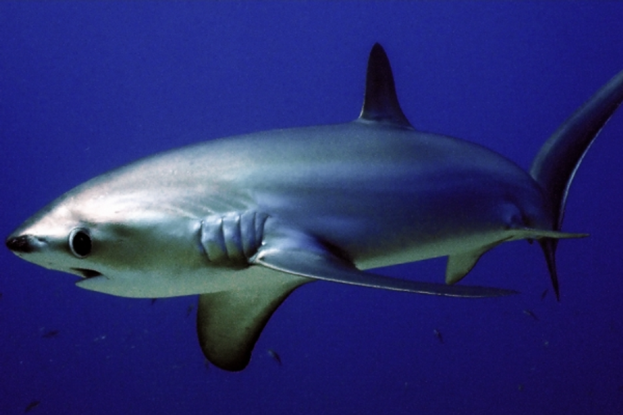 Thresher Shark at Kimud Shoal - ©Personnel